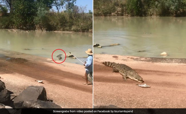 In Shocking Video, Hungry Crocodile Snatches Fish From Angler's Line