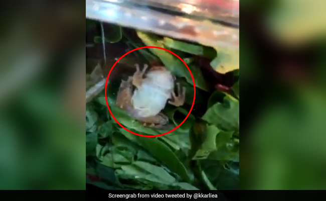 Family Finds Live Frog In Box Of Lettuce. Watch
