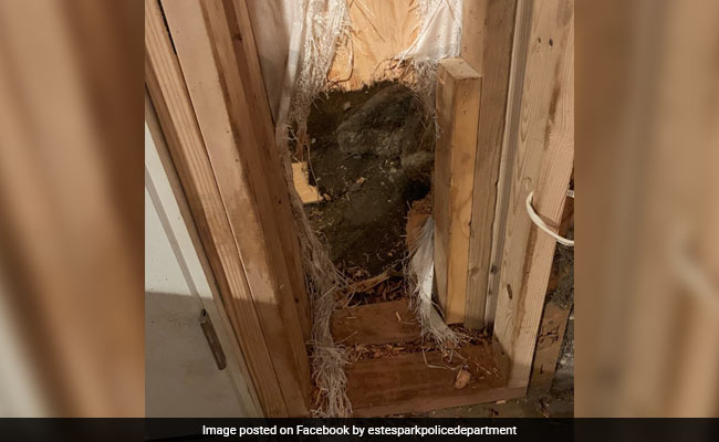 Bear breaks Into Home, Then Forcibly Escapes Like The "Kool-Aid Man"