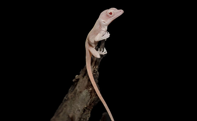 Scientists Create Albino Lizards To Study Vision Problems In Humans With Albinism