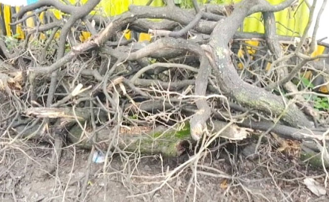 70-Year-Old Woman Killed, 2 Injured As Tree Branch Falls On Them In Mumbai