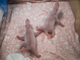 "Extremely Rare" Baby Giant Panda Twins Born At Belgian Zoo "Extremely Rare" Baby Giant Panda Twins Born At Belgian Zoo