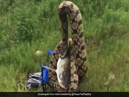सांप पानी में कर रहा था मछली का शिकार, शख्स ने फेंका कांटा तो हुआ ऐसा, देखें VIDEO सांप पानी में कर रहा था मछली का शिकार, शख्स ने फेंका कांटा तो हुआ ऐसा, देखें VIDEO