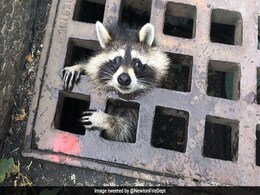Viral: Raccoon Stuck In Sewer Grate Sparks 2 Hour Rescue Operation Viral: Raccoon Stuck In Sewer Grate Sparks 2 Hour Rescue Operation