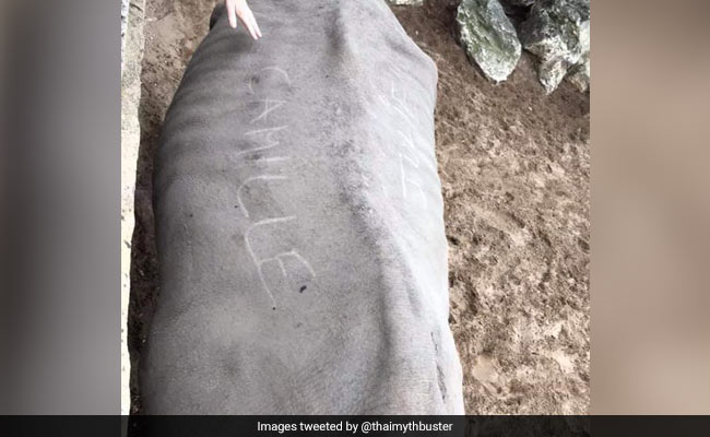French Zoo 'Outraged' By Visitors Writing Names On Rhino's Back