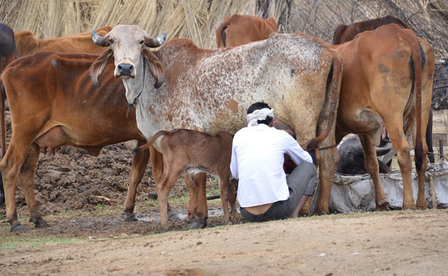 Madhya Pradesh To Soon Have 100 High-Tech "Gau Shalas"