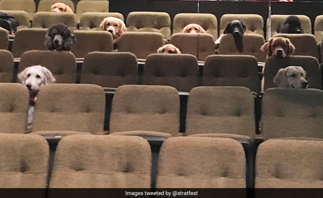 Adorable Pic Of Service Dogs Enjoying Theatre Charms The Internet
