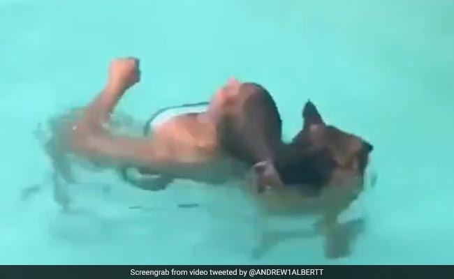 स्वीमिंग पूल में डूब रही थी लड़की, कुत्ते ने कूदकर बचाई जान, वायरल हुआ VIDEO