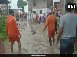 Crocodile Run Over By Vehicle Near Bhuj Airport In Gujarat Crocodile Run Over By Vehicle Near Bhuj Airport In Gujarat
