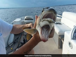 Viral: Fish With Two Mouths Shocks The Internet Viral: Fish With Two Mouths Shocks The Internet