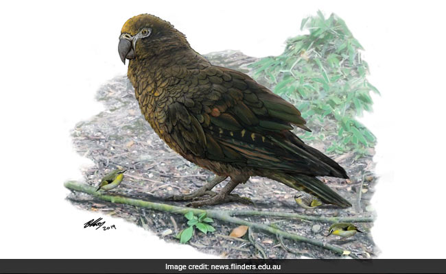"Sqawkzilla": 3-Foot Prehistoric Parrot Is The Biggest Ever Found