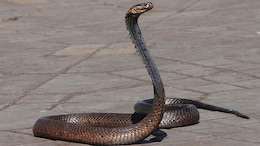 Chinese Man Tries To Smuggle Over 100 Live Snakes In His Trousers, Arrested