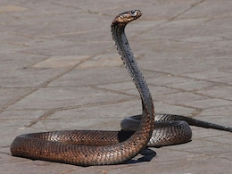 Chinese Man Tries To Smuggle Over 100 Live Snakes In His Trousers, Arrested Chinese Man Tries To Smuggle Over 100 Live Snakes In His Trousers, Arrested