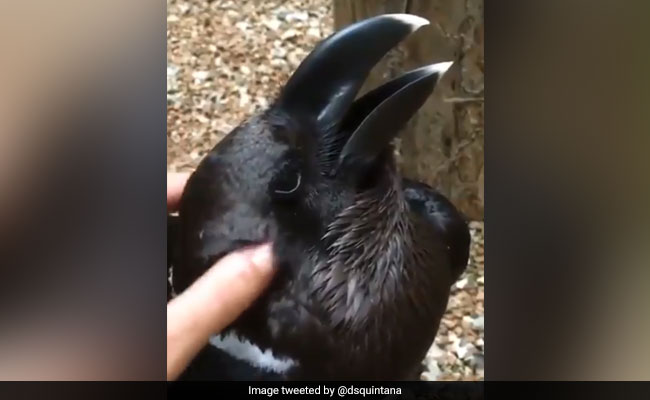 Rabbit Or Raven? Viral Video Will Make You Question Your Eyes