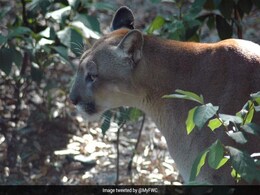 Endangered Panthers Seen Stumbling As If Poisoned. No One Knows Why Endangered Panthers Seen Stumbling As If Poisoned. No One Knows Why