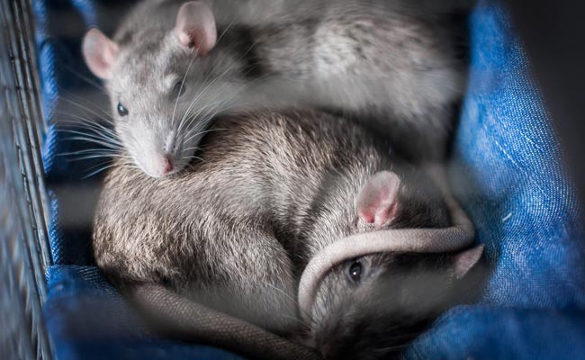 Forget Bats And Rats, This 'Animal' Spreads More Viruses Than Any Other