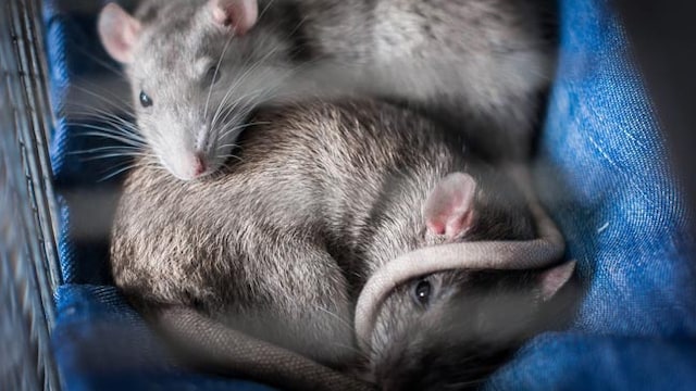Hantavirus: Rodent control can help in preventing this new virus in China (Representational)