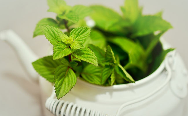 Give Your Skin A Burst Of Freshness With These 7 Mint Beauty Products