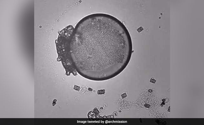 Thousands Of Earth's Toughest Creatures May Now Be Living On Moon