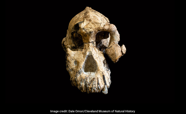 3.8-Million-Year-Old Skull Is An Iconic Specimen In Humans' Evolution