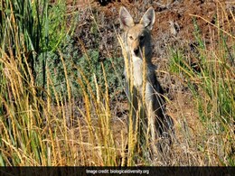 Trump Administration Re-Authorizes "Cyanide Bombs" To Kill Wildlife Trump Administration Re-Authorizes "Cyanide Bombs" To Kill Wildlife
