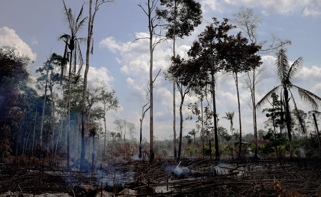 Deforestation In Brazil's Amazon Highest Since 2008: Official