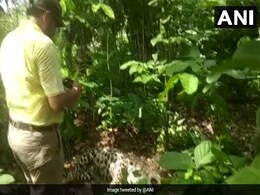 Four Leopards Found Dead In Uttarakhand's Rajaji Tiger Reserve Four Leopards Found Dead In Uttarakhand's Rajaji Tiger Reserve