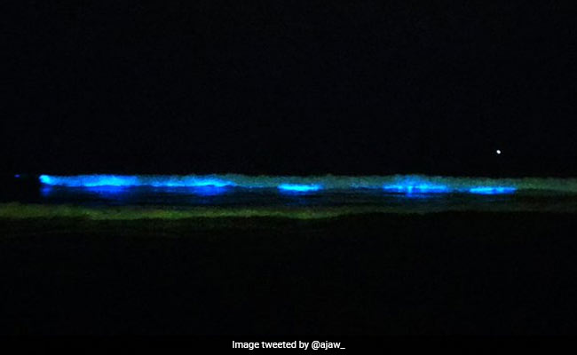 Sparkling Blue Waves In Chennai Leave People In Awe, Scientists Curious