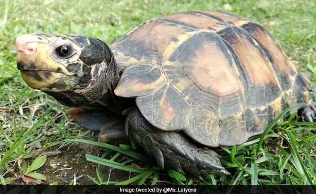 Rare Species Of Tortoise Seen In Arunachal Pradesh, Second Sighting Since June