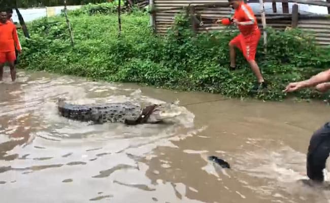 Chilling Crocodile Rescue From Flooded Street In Gujarat's Vadodara