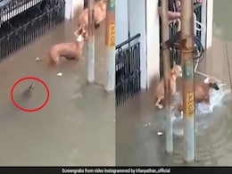 गुजरात में बारिश के बीच सड़क पर आ गया मगरमच्छ, कुत्ते को झपटने के लिए खोला मुंह और... देखें VIDEO गुजरात में बारिश के बीच सड़क पर आ गया मगरमच्छ, कुत्ते को झपटने के लिए खोला मुंह और... देखें VIDEO