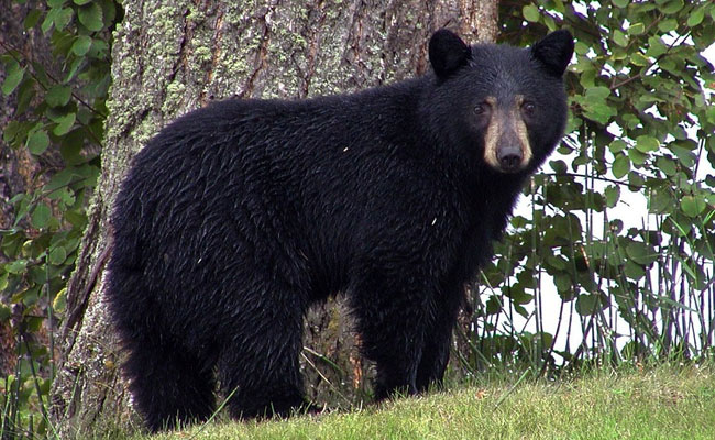 Watch: US Man Finds Black Bear Trapped Inside Mother-In-Law's Car