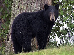 Bear Killed By Train Near Bandhavgarh National Park In Madhya Pradesh Bear Killed By Train Near Bandhavgarh National Park In Madhya Pradesh