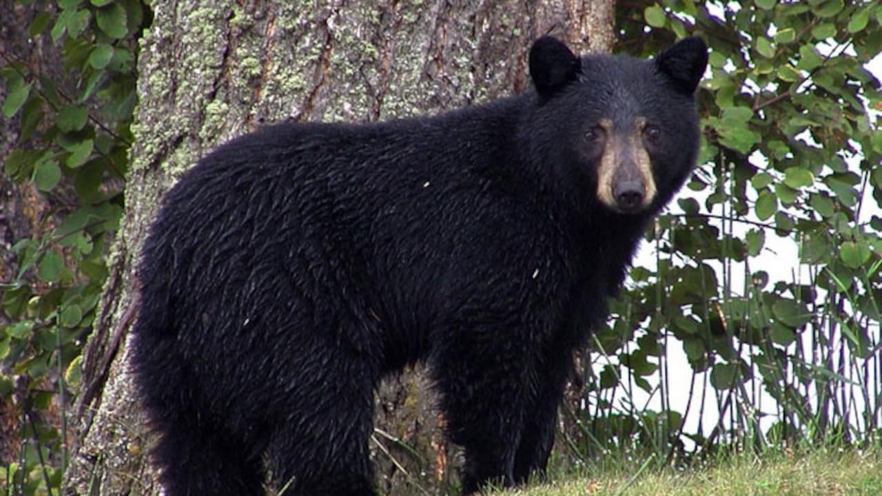 Bear Attack Leaves 4 Injured In North Japan