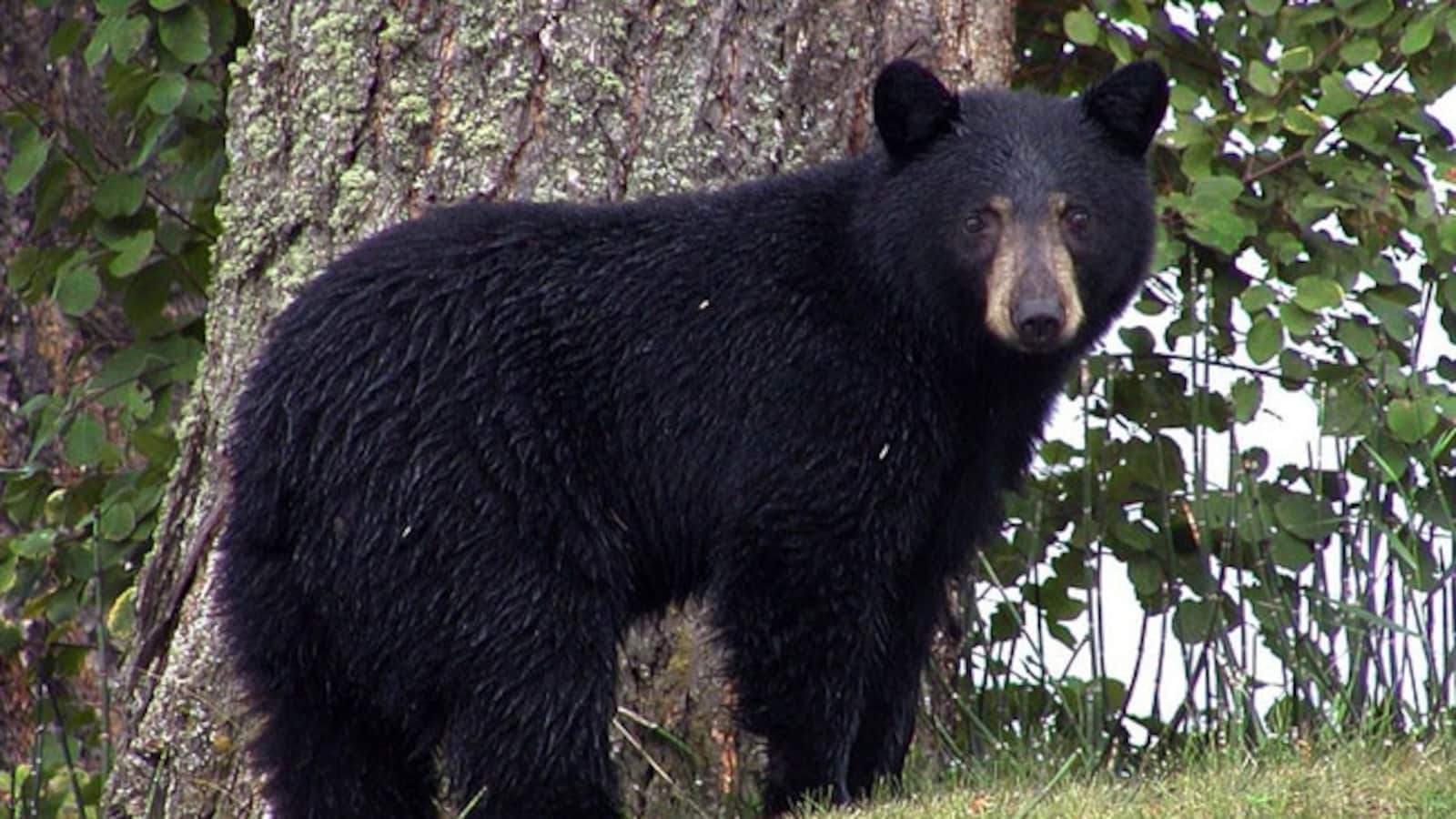 Bear Attack Leaves 4 Injured In North Japan