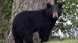 Bear Attack Leaves 4 Injured In North Japan