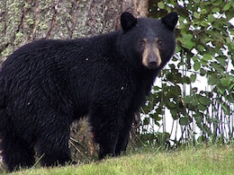 Bear Attack Leaves 4 Injured In North Japan