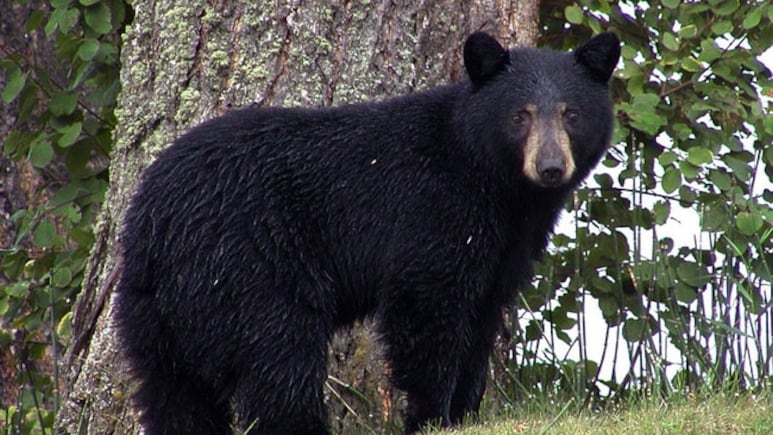 Bear Attack Leaves 4 Injured In North Japan