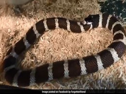 Stomach-Churning Video Shows Snake Trying To Eat Its Own Tail Stomach-Churning Video Shows Snake Trying To Eat Its Own Tail