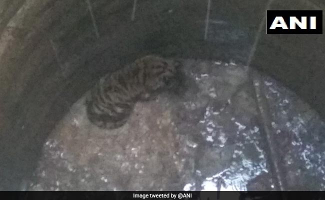 Tiger Falls Into Well In Madhya Pradesh, Rescue Operation On