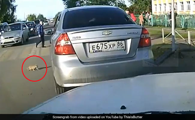 गाड़ी के नीचे आ गया था बिल्ली का बच्चा, दौड़ते हुए पहुंचा शख्स और... देखें VIDEO