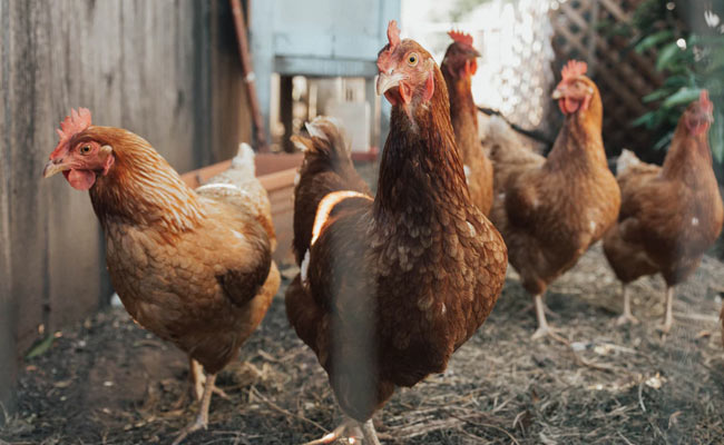 Proof Humans Reshaped The World? Chicken Bones