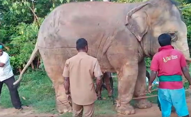Tamil Nadu Elephants Hit With Sticks, Pulled With Ropes