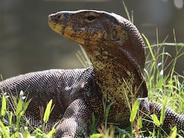 3-Foot Monitor Lizard Causes Panic In Agra Ashram, Rescued 3-Foot Monitor Lizard Causes Panic In Agra Ashram, Rescued