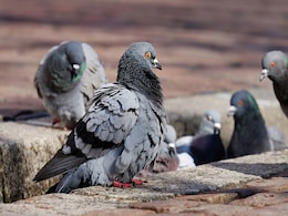 Video: Pigeon Poops On US Lawmaker Complaining About Pigeon Poop Video: Pigeon Poops On US Lawmaker Complaining About Pigeon Poop