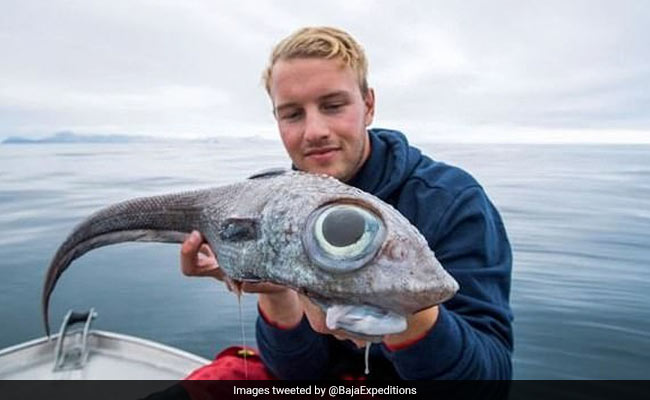 समुद्र में मिली 'डायनासोर मछली', Photo देख लोग बोले - कितनी डरावनी है ये