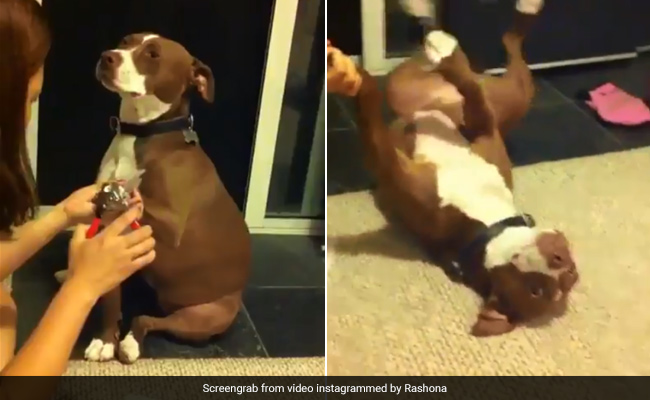 Dramatic Dog 'Faints' To Avoid Nail Trimming. 5 Million Views For Video