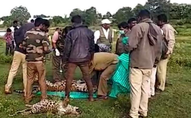 Leopard, 4-Month-Old Cubs Found Dead In Karnataka Village