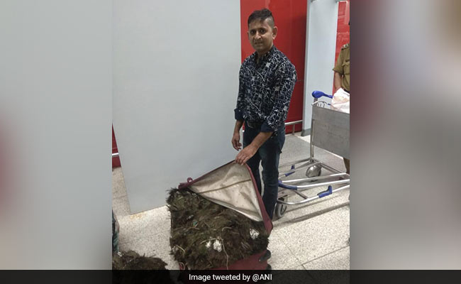 Man Arrested With 49 Kilogram Peacock Feather At Delhi Airport