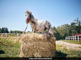 Meet The Smallest Horse In The World. He Has A "Huge Personality" Meet The Smallest Horse In The World. He Has A "Huge Personality"